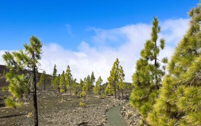 Actividad en Teide – Wanderung im Teide Nationalpark